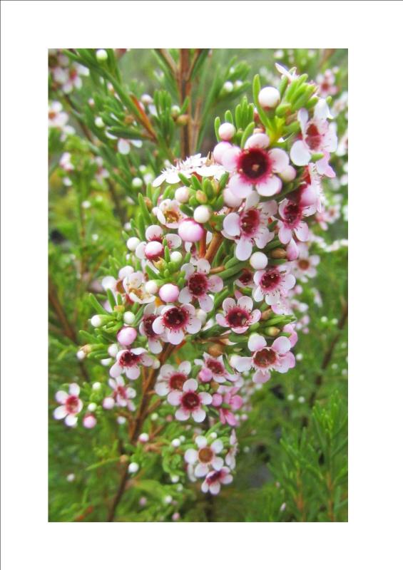 Chamelaucium sp. Walpole (Sweet Rosie) | Australian Native Nursery
