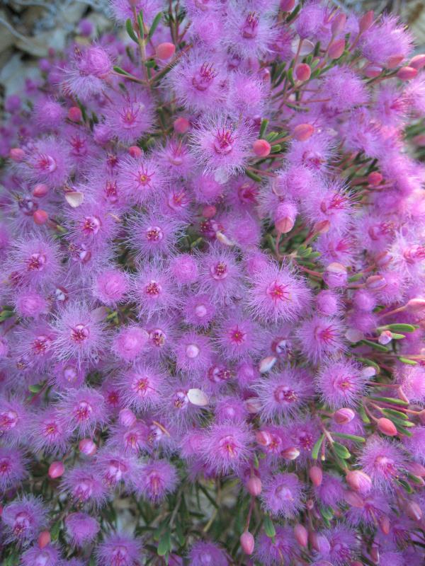 Verticordia monadelpha (var. callitricha) | Australian Native Nursery