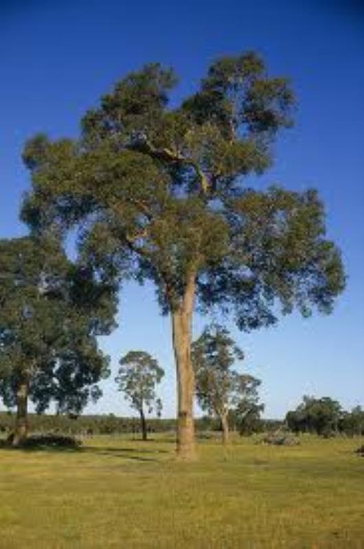 Eucalyptus marginata (Jarrah) | Australian Native Nursery