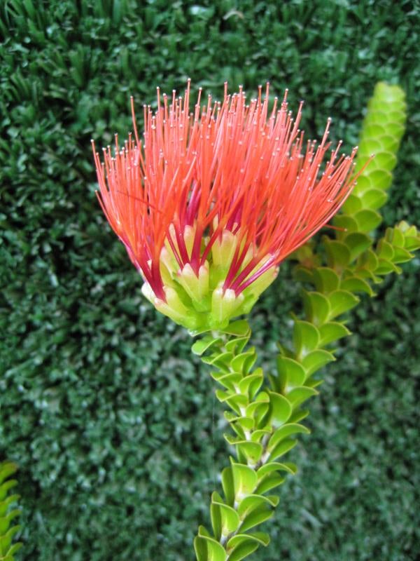 Beaufortia aestiva (Kwinana freeway form) | Australian Native Nursery