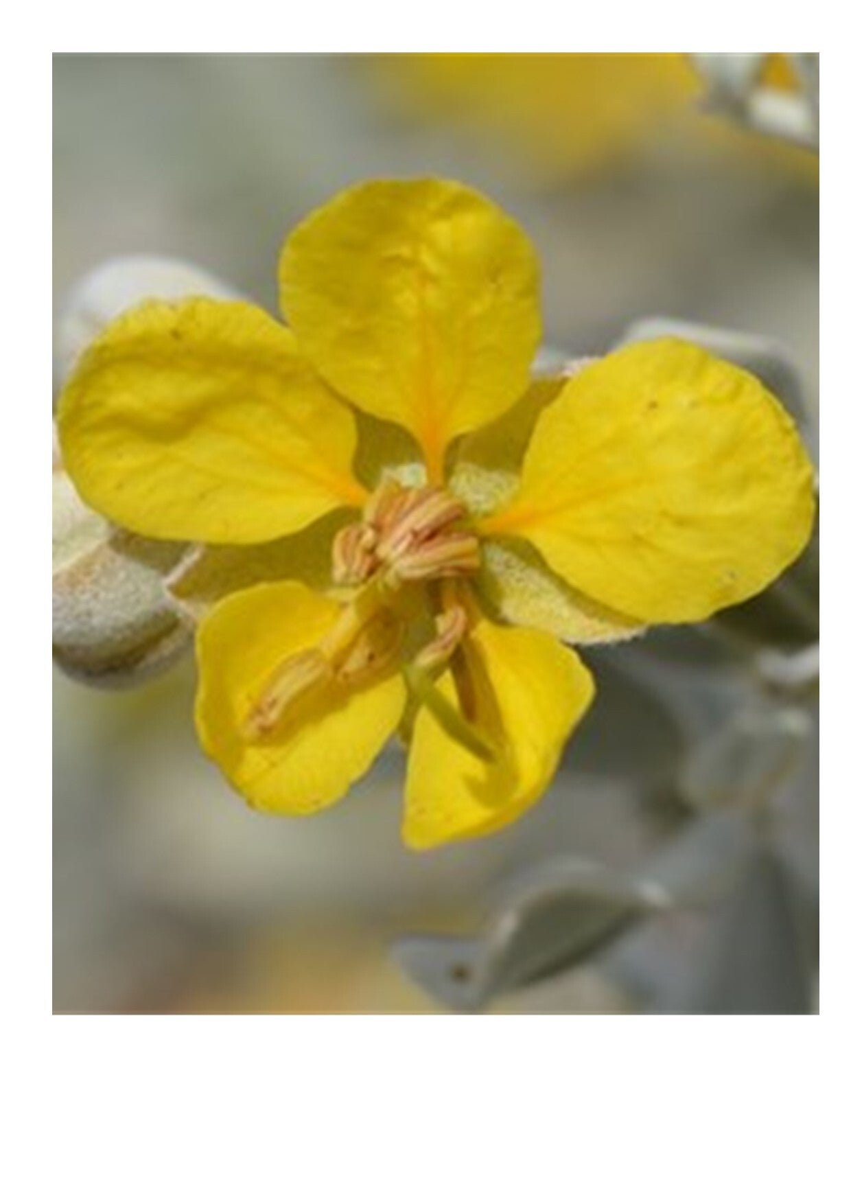 Senna artemisioides ssp. Helmsii (Blunt Leaved Senna) | Australian