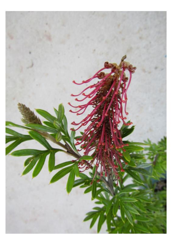 Grevillea Green Carpet Australian Native Nursery